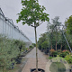 Ficus car. 'Brogiotto Bianco' 240 cm stam container 20-25