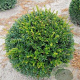 Taxus baccata 50-55 cm met kluit bol