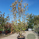 Cornus kousa chinensis 175-200 cm 35L