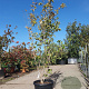 Cornus kousa chinensis 200-250 cm 35L