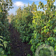 Cornus kousa chinensis 175-200 cm draadkluit