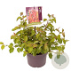 Cornus sang. 'Midwinter Fire' 40-50 cm 3,0L
