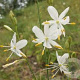 Anthericum ramosum GM P9