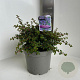 Ceanothus 'Emily Brown' 30-40 cm 5,0L
