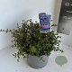 Ceanothus 'Emily Brown' 30-35 cm 5,0L