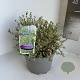 Ceanothus impressus 'Cool Blue' 30-35 cm 5,0L