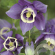 Aquilegia f. 'Ministar' GM P9