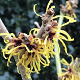 Hamamelis int. 'Barmstedt Gold' 100-125 cm 35L solitair