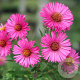 Aster n.-a. 'Rubinschatz' GM P9
