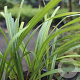 Carex pilosa 'Copenhagen Select' GM P9