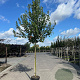 Acer rubrum 'Franksred' 12-14 HO 45L
