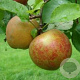 Malus d. 'Schone van Boskoop' 6-8 HO wortelgoed