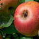 Malus d. 'Schone van Boskoop' 6-8 HO wortelgoed