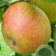 Malus domestica 'Alkmene' 10-12 HO container