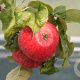 Malus domestica 'Beauty of Bath' 6-8 HO wortelgoed
