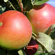 Malus domestica 'Katja' 6-8 HO wortelgoed