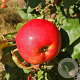Malus domestica 'Mantet' 6-8 HO wortelgoed