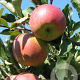 Malus domestica 'Melrose' 6-8 HO wortelgoed
