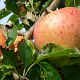 Malus domestica 'Pinova' 6-8 HO wortelgoed