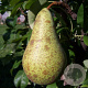 Pyrus c. 'Kampervenus' 8-10 HO wortelgoed