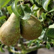 Pyrus communis 'Heerenpeer' 8-10 HO wortelgoed