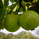 Pyrus communis 'Pondspeer' 6-8 HO wortelgoed