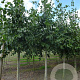 Tilia euchlora 10-12 HO container
