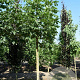 Aesculus hippocastanum 'Baumannii' 45-50 HO draadkluit