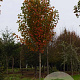Acer rubrum 'Franksred' 14-16 HO draadkluit