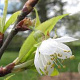 Prunus serrula 'Branklyn' 25-30 HO draadkluit