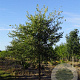 Ulmus resita Sapporo Gold 10-12 HO container