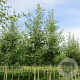Acer s. 'Floriade 2012' 25-30 HO draadkluit
