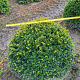 Taxus baccata 60 cm draadkluit bol