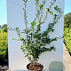 Crataegomespilus dardarii 175-200 cm 20L