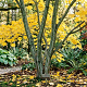 Acer tegmentosum 250-300 cm draadkluit meerstammig 350-400 diameter