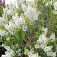 Syringa v. 'Prinses Beatrix' 250-300 cm draadkluit struik 175-200 diameter