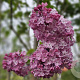 Syringa hyac. 'Mirabeau' 250-300 cm draadkluit struik 175-200 diameter