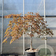 Acer pal. 'Garnet' 70 cm stam container kroon 125-150