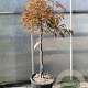 Acer pal. 'Garnet' 100 cm stam container kroon 80-100