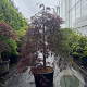 Acer pal. 'Garnet' 100 cm stam container kroon 100-125