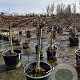 Acer pal. 'Garnet' 100 cm stam container kroon 100-125