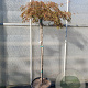 Acer pal. 'Garnet' 120 cm stam container kroon 80-100