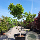 Acer palmatum 250-300 cm container meerstammig Bladkleur
