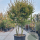 Acer palmatum 250-300 cm container meerstammig extra