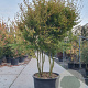 Acer palmatum 250-300 cm container meerstammig extra
