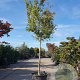 Acer palmatum 180 cm stam container 18-20 leiboom