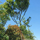 Acer palmatum 220 cm stam container 20-25