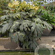 Fatsia japonica 'Spider's Web' 60-80 cm container