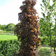 Acer plat. 'Crimson King' 200 cm stam container 20-25 leiboom