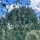 Prunus d. 'Belle de Louvain' 6-8 HO wortelgoed